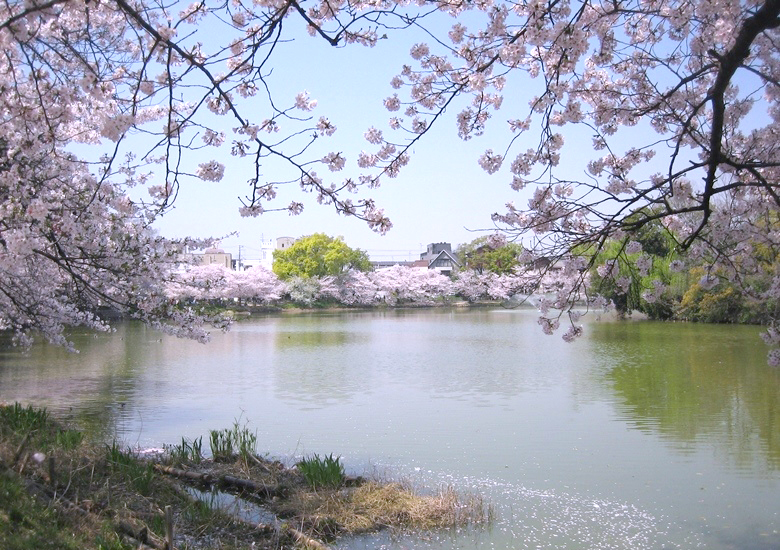 万代池公園画像