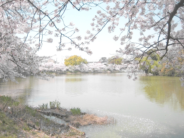 万代池公園画像